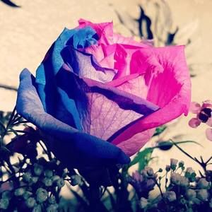 Meet your Posher, Keri